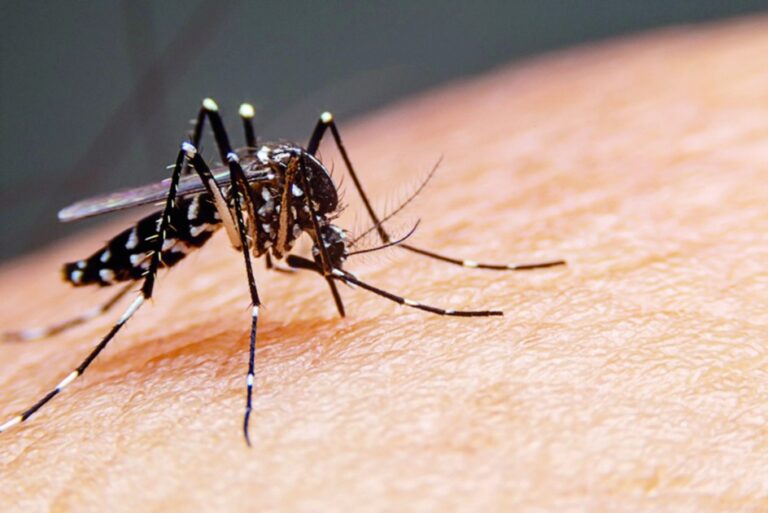 ​Saúde Municipal realiza “Dia D de Prevenção e Combate à Dengue” neste sábado (23)