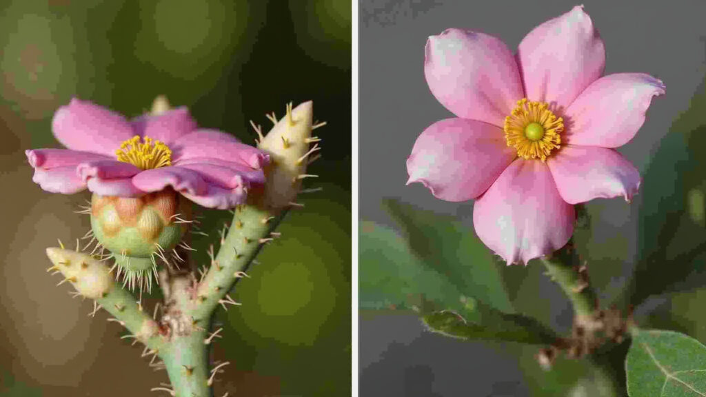 Side-by-side comparison: grafted vs. seed-grown desert rose, showing growth differences, Comparativo: Rosa do Deserto enxertada vs. de semente.