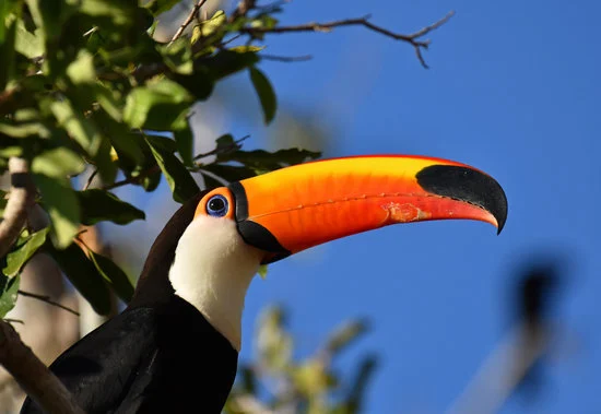 A Importância da Conservação para os Animais Ameaçados do Pantanal