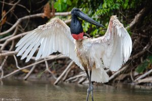 animais do pantanal brasileiro
