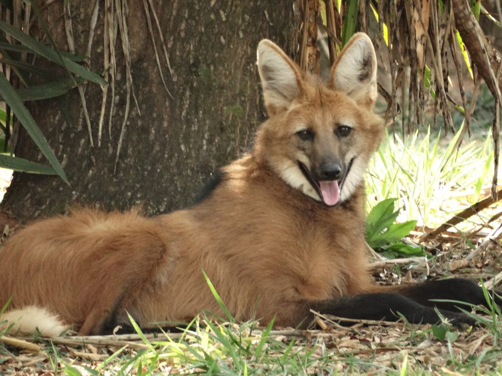 Guia Completo para Observação de Aves no Pantanal