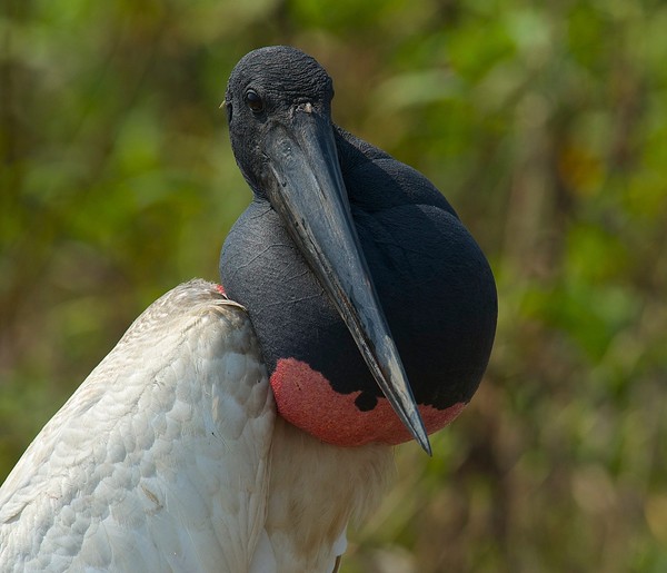 Impacto das Queimadas na Fauna do Pantanal: O Que Você Precisa Saber
