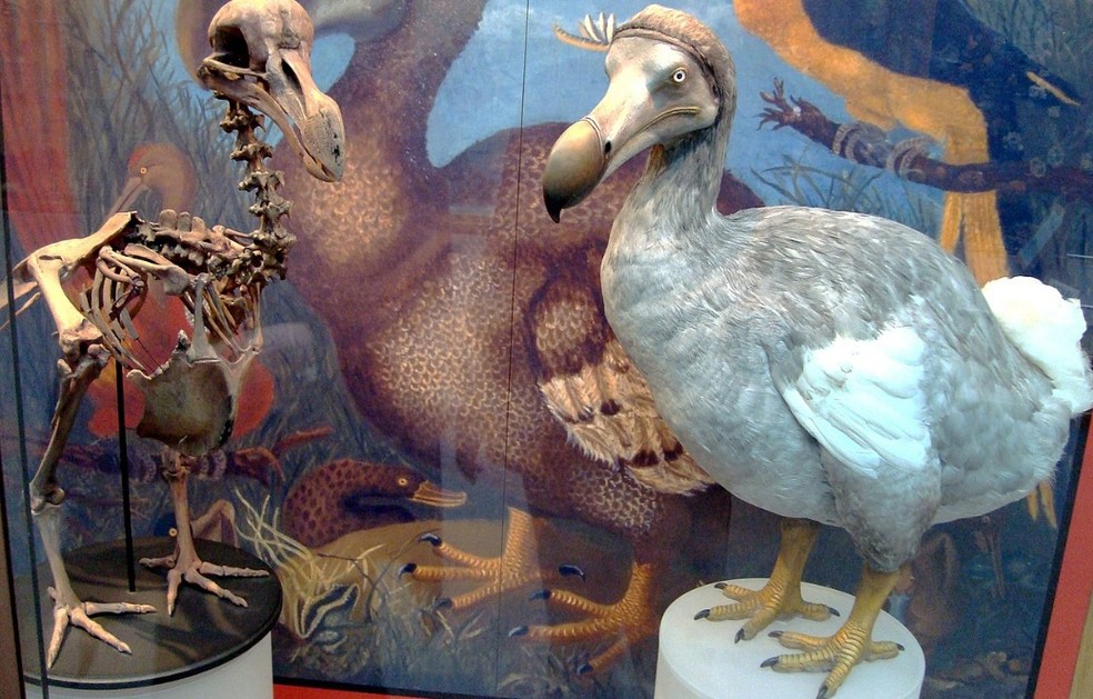 O impacto do desmatamento na extinção de espécies