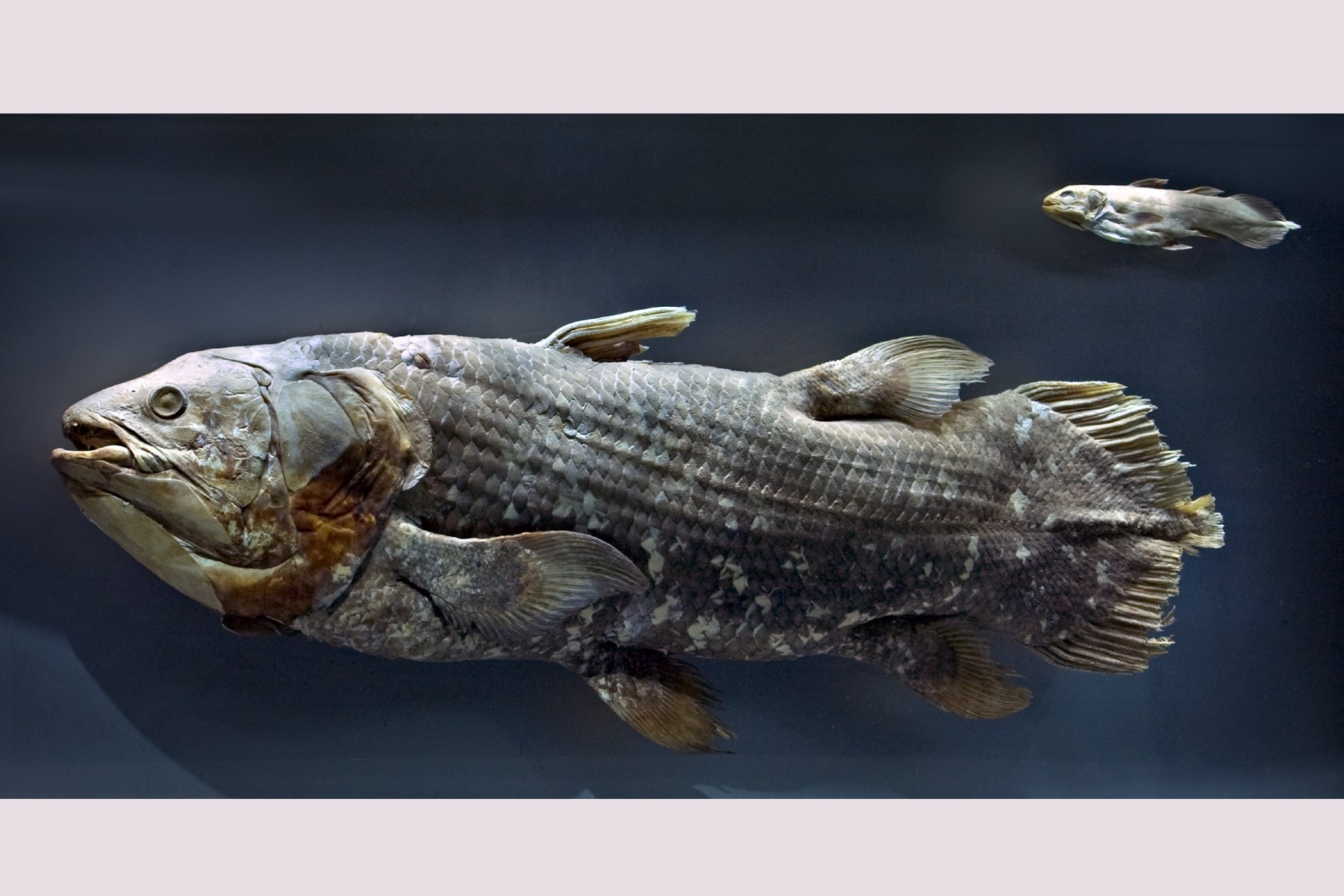 Esforços de Conservação para Salvar o Celacanto