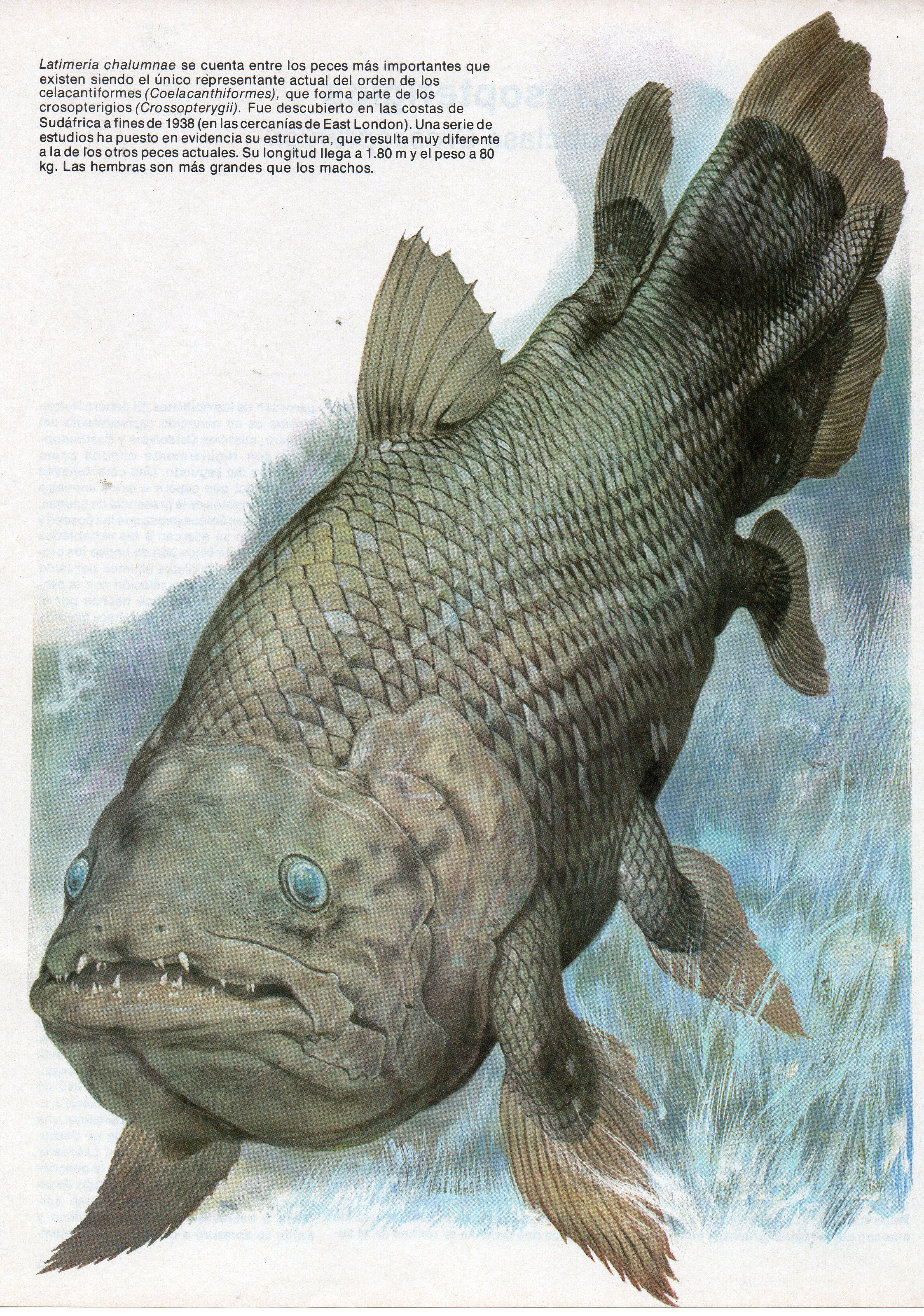 Onde Vive o Celacanto: Explorando os Abismos Marinhos