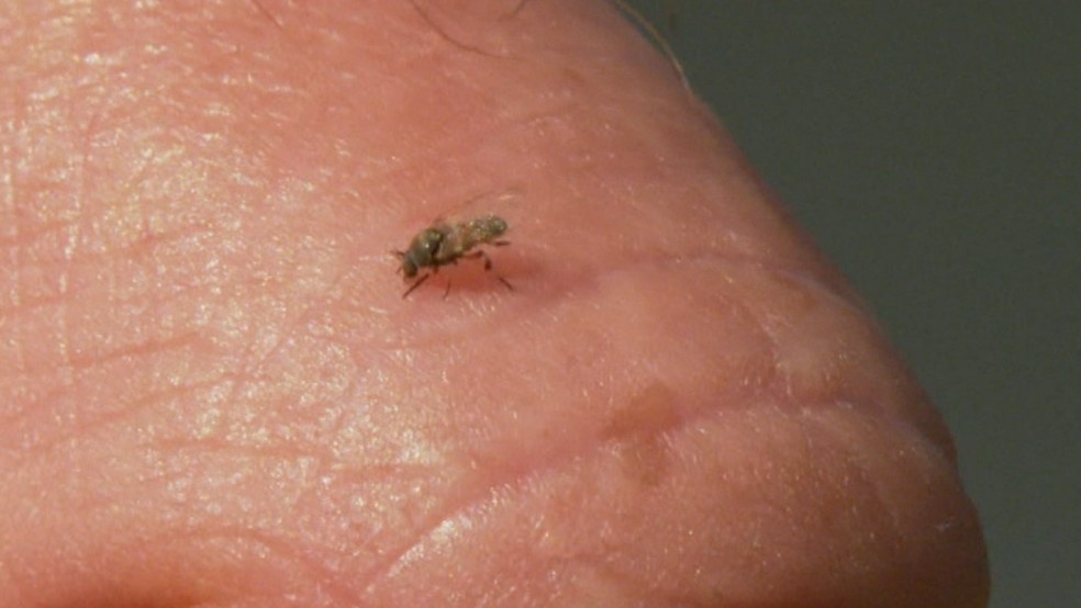 Cuidados Pós-Picada: Aliviando a Coceira e a Irritação - inspiração 2