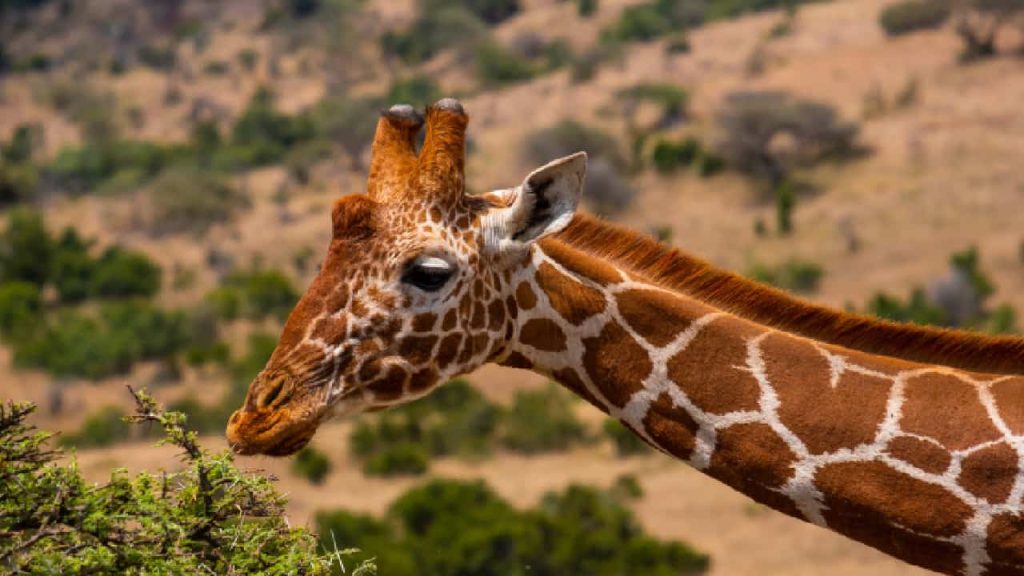 Escolhendo a Cidade Ideal: De Joanesburgo a Cidade do Cabo - inspiração 2