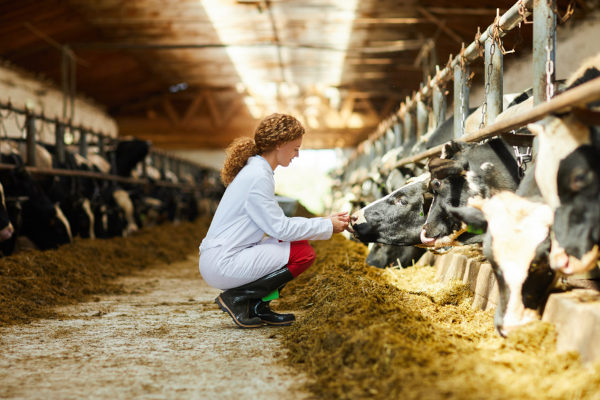 Diferenças entre Zootecnia e Veterinária