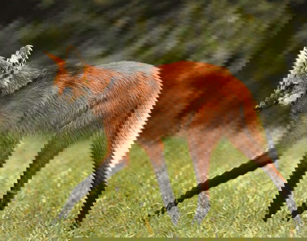 fotos de animais em extincao