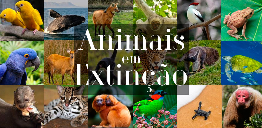 Mudanças Climáticas e a Ameaça aos Ursos Polares: Um Alerta Global