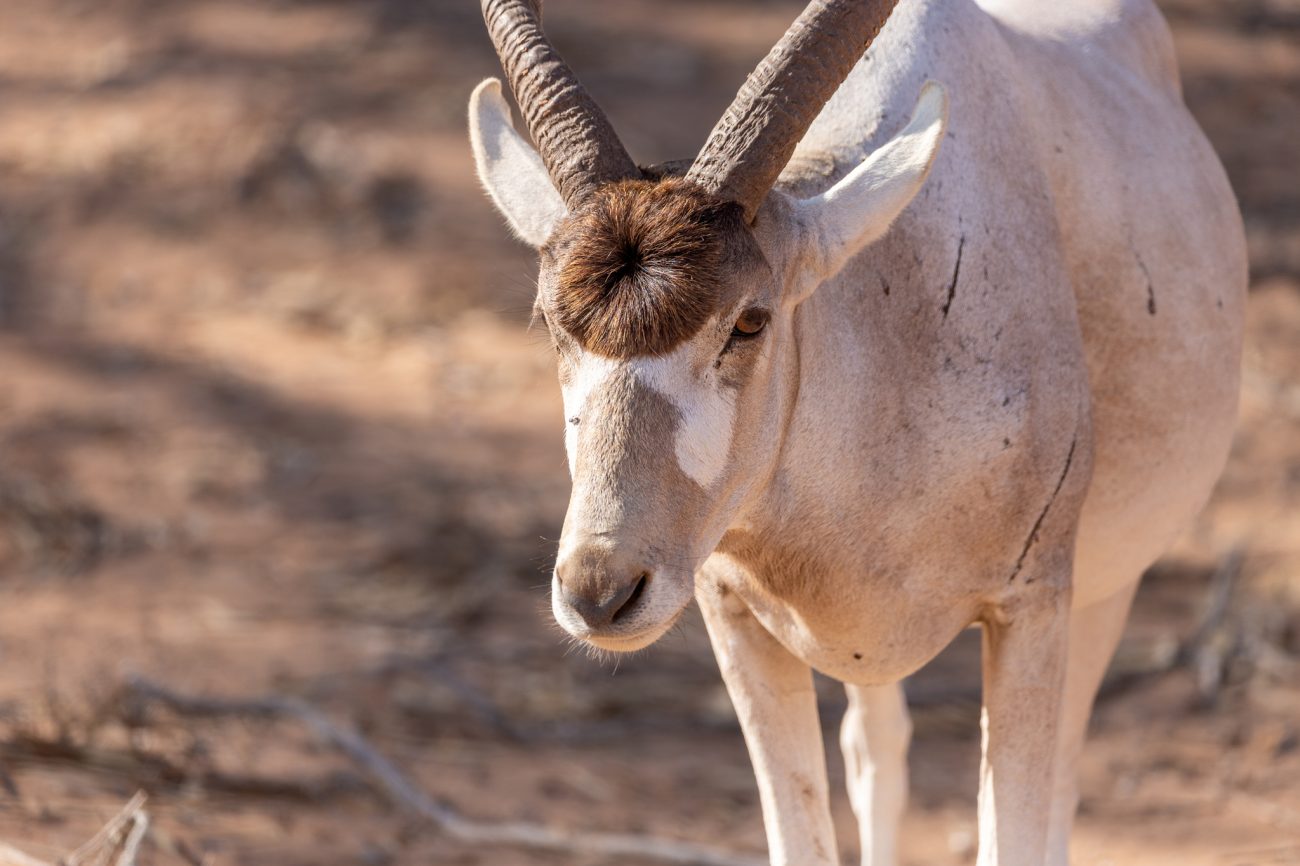 fotos de animais em extincao