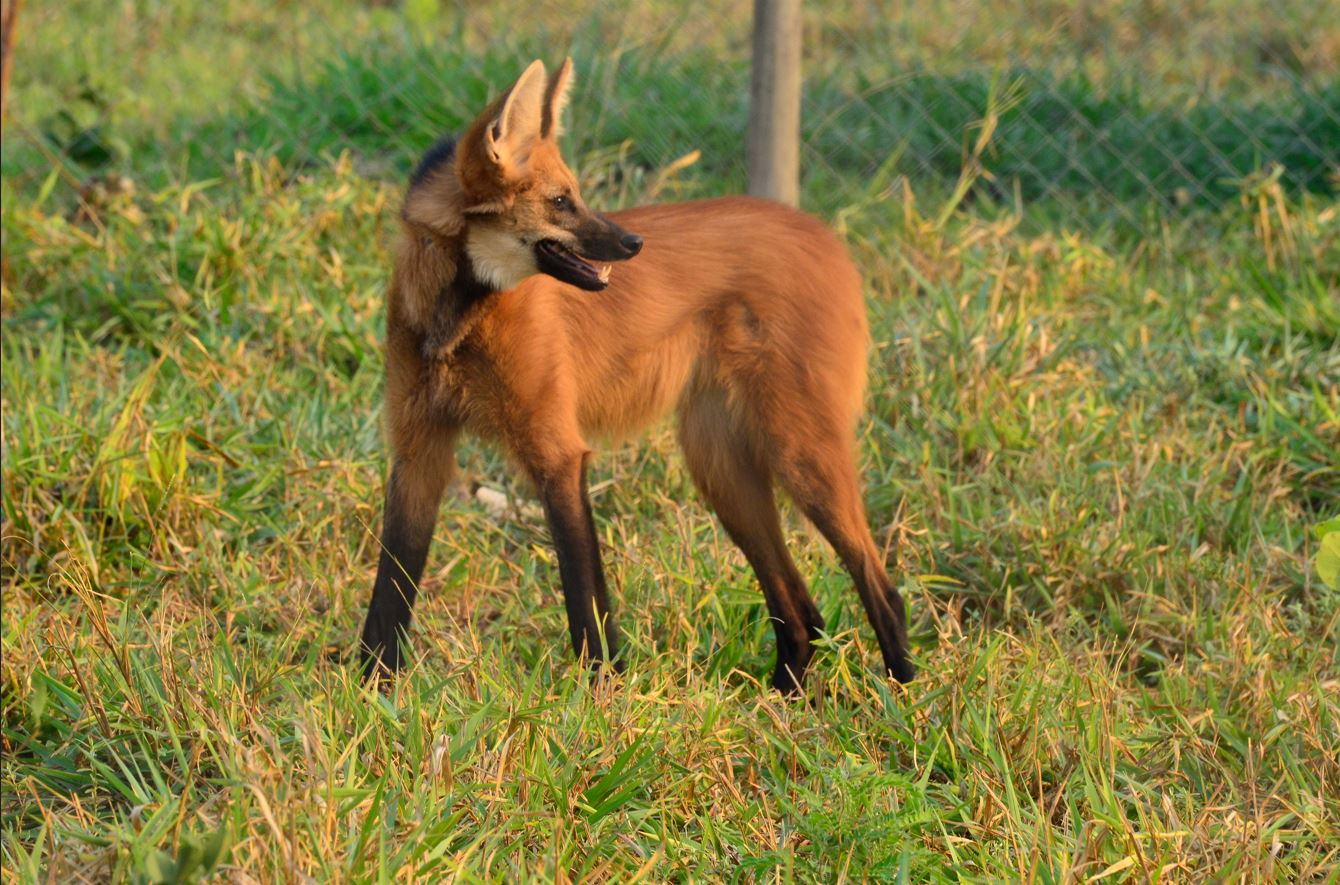 Mico-Leão-Dourado: A História de Sucesso e os Desafios da Conservação