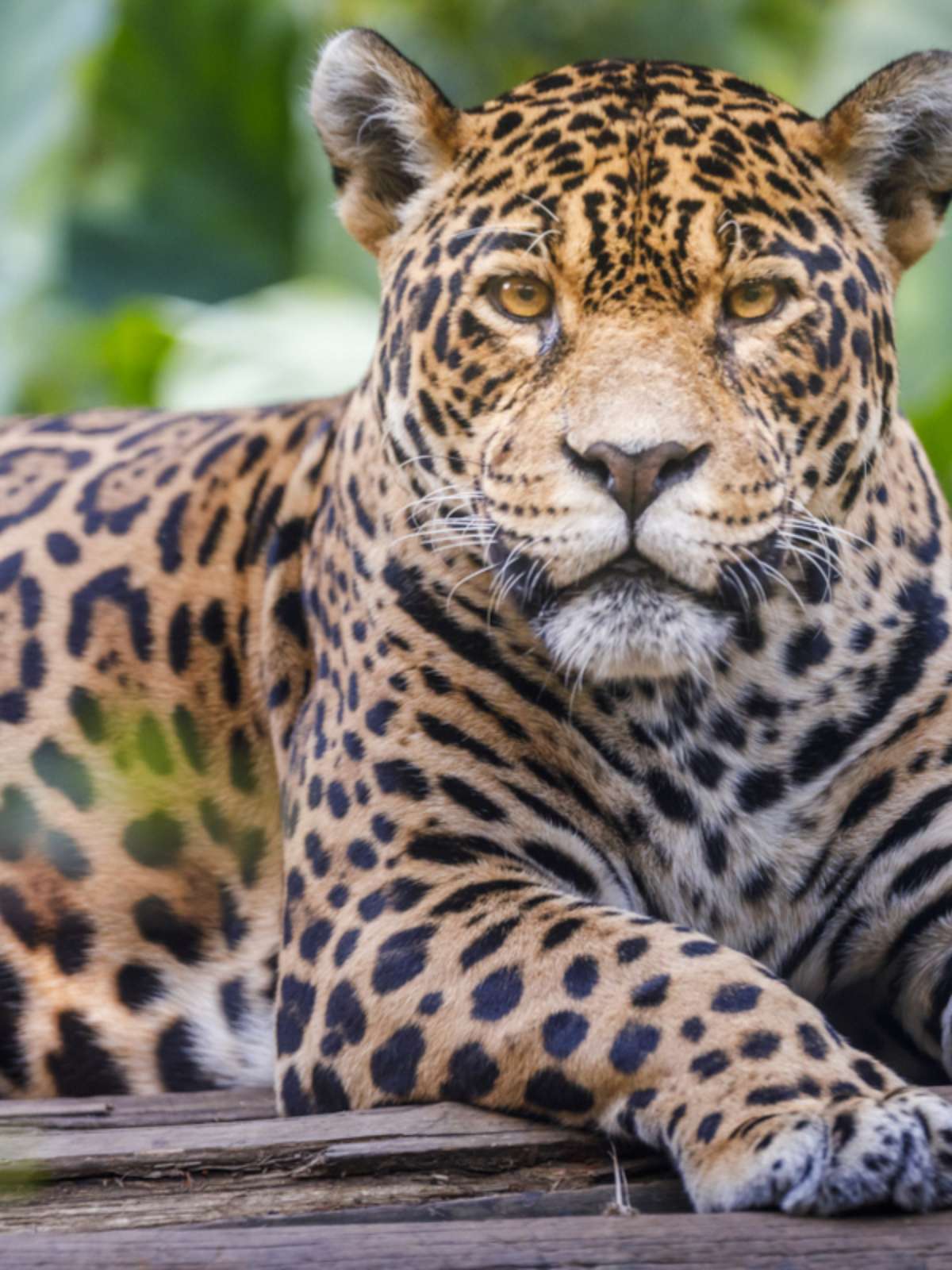 Mudanças Climáticas e a Ameaça aos Ursos Polares: Um Alerta Global