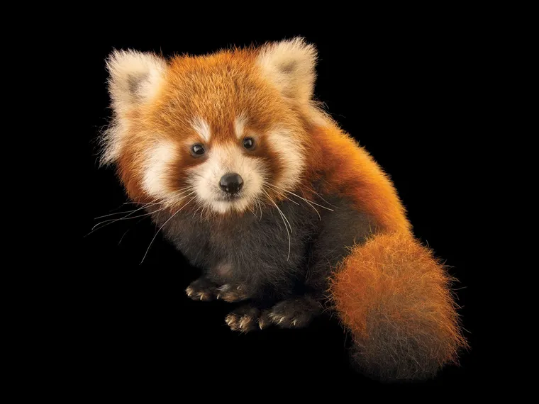 O Impacto do Desmatamento na Extinção de Espécies Brasileiras