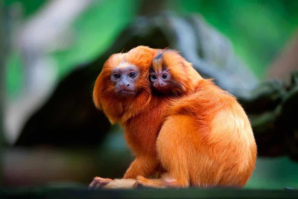 Animais do Cerrado em Risco: O que o Avanço Agrícola Significa?