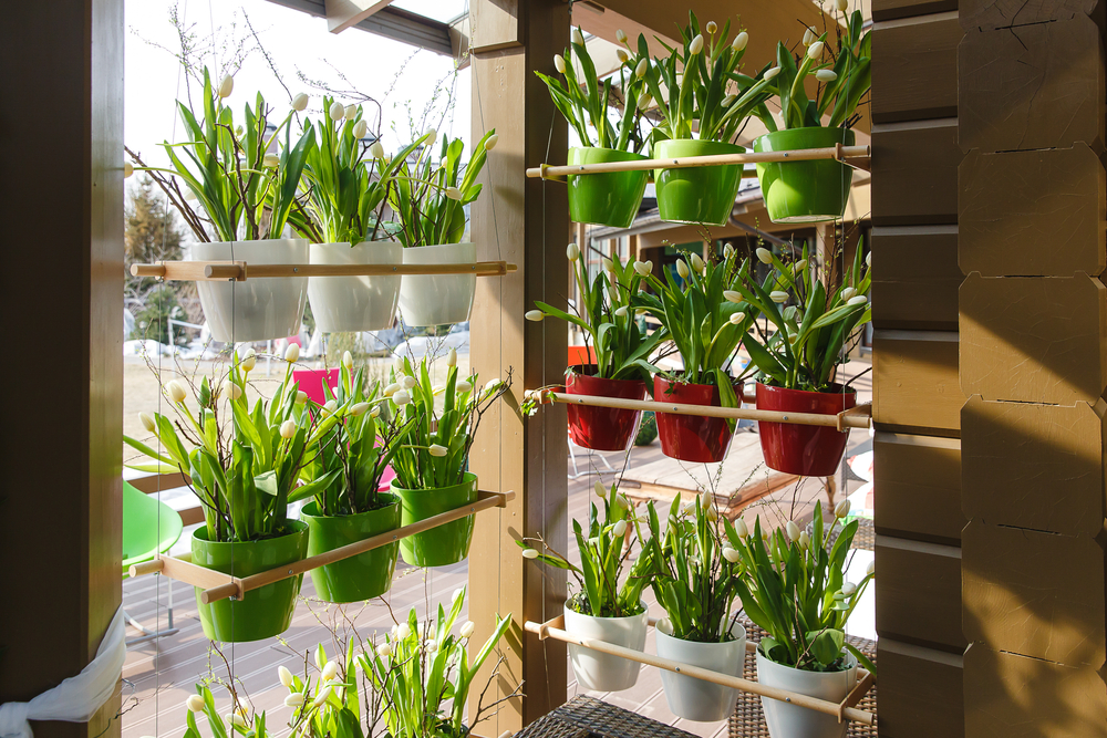 Seleção de Plantas: Ervas Aromáticas, Hortaliças e Flores Comestíveis que Prosperam - inspiração 2