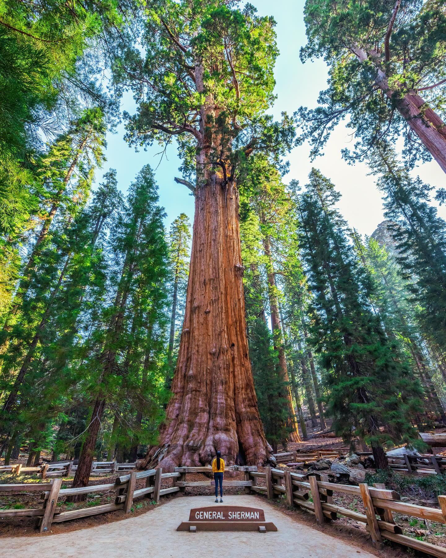 Onde Vive a Gigante: Detalhes sobre o Redwood National Park - inspiração 1