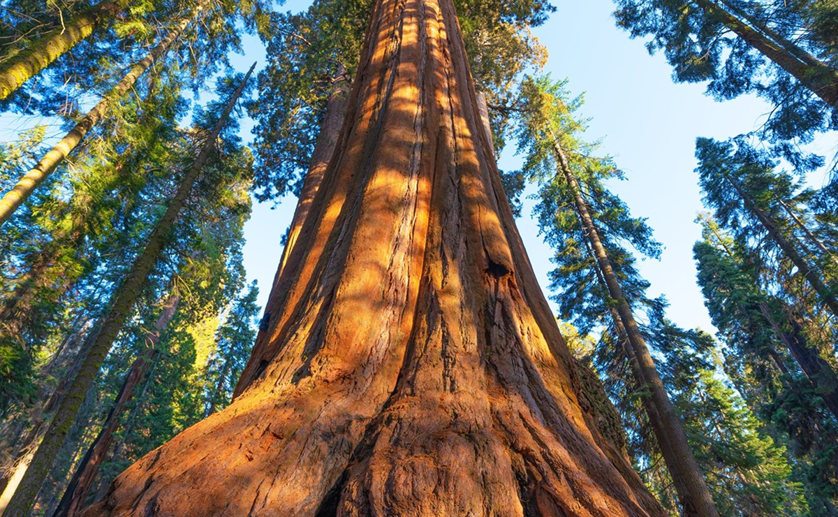 As Dimensões que Impressionam: Altura e Circunferência da Hyperion - inspiração 1