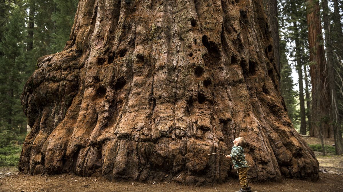 As Dimensões que Impressionam: Altura e Circunferência da Hyperion - inspiração 2