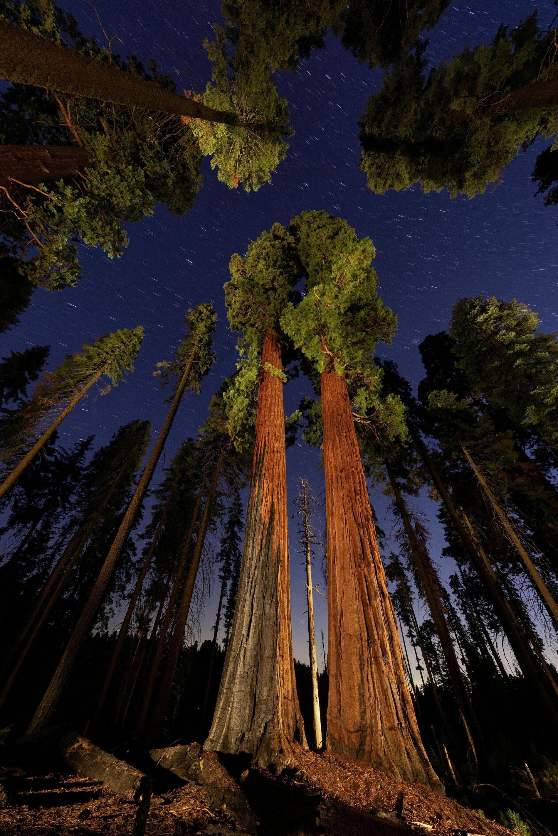 Por Que a Hyperion é Tão Especial? A Ciência por Trás de seu Crescimento - inspiração 1