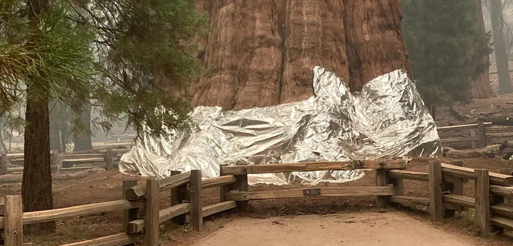 Por Que a Hyperion é Tão Especial? A Ciência por Trás de seu Crescimento - inspiração 2