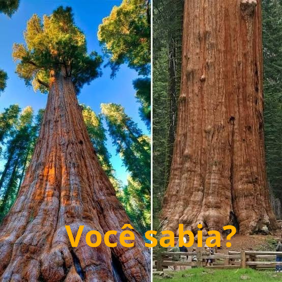 Visitando a Gigante com Respeito: Dicas para uma Experiência Sustentável - inspiração 1