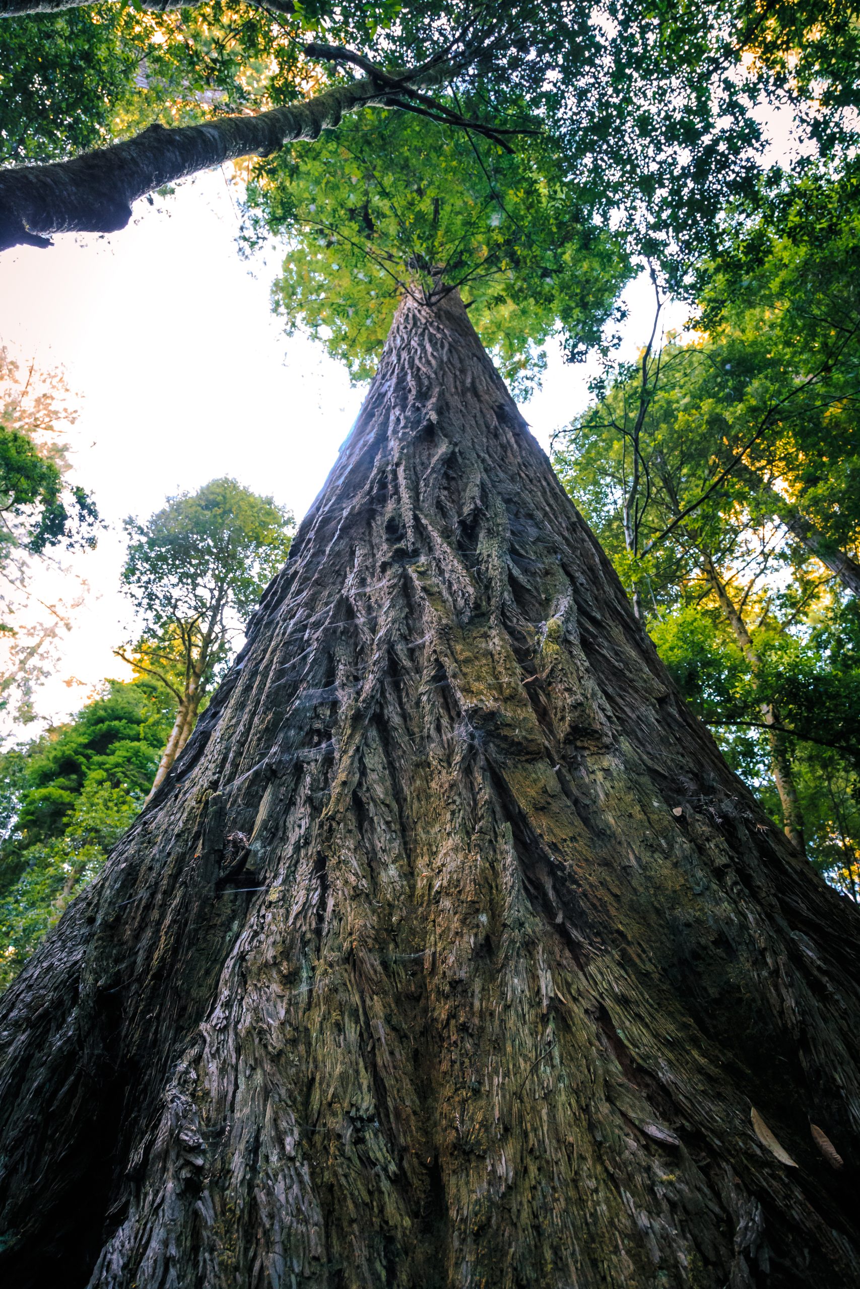 O Impacto Visual e Emocional: O Que Sentimos Diante Dela - inspiração 1