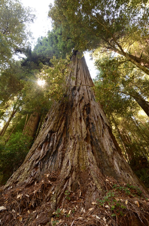 Comparativo com Outras Gigantes: Entendendo a Escala Mundial - inspiração 2