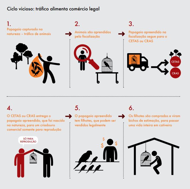 Como o Tráfico de Animais Ameaça a Biodiversidade Brasileira?