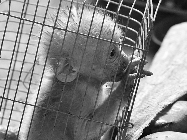 Zoonoses e o Tráfico de Animais: Riscos para a Saúde Pública