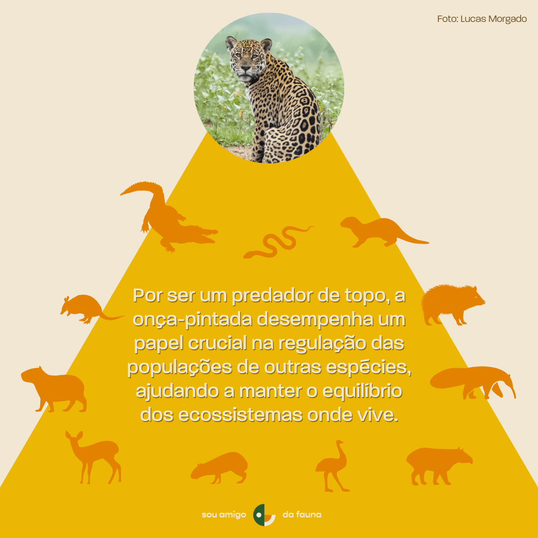 A Legislação Brasileira Contra o Tráfico de Fauna: O Que Você Precisa Saber
