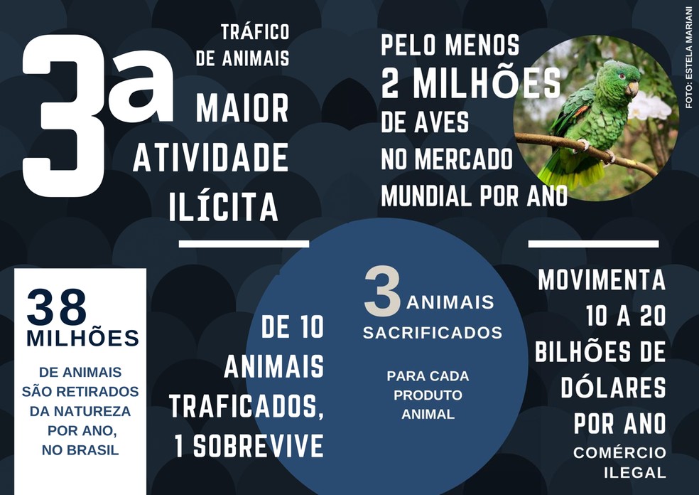 Denúncia de Tráfico de Animais: Guia Completo e Canais Oficiais