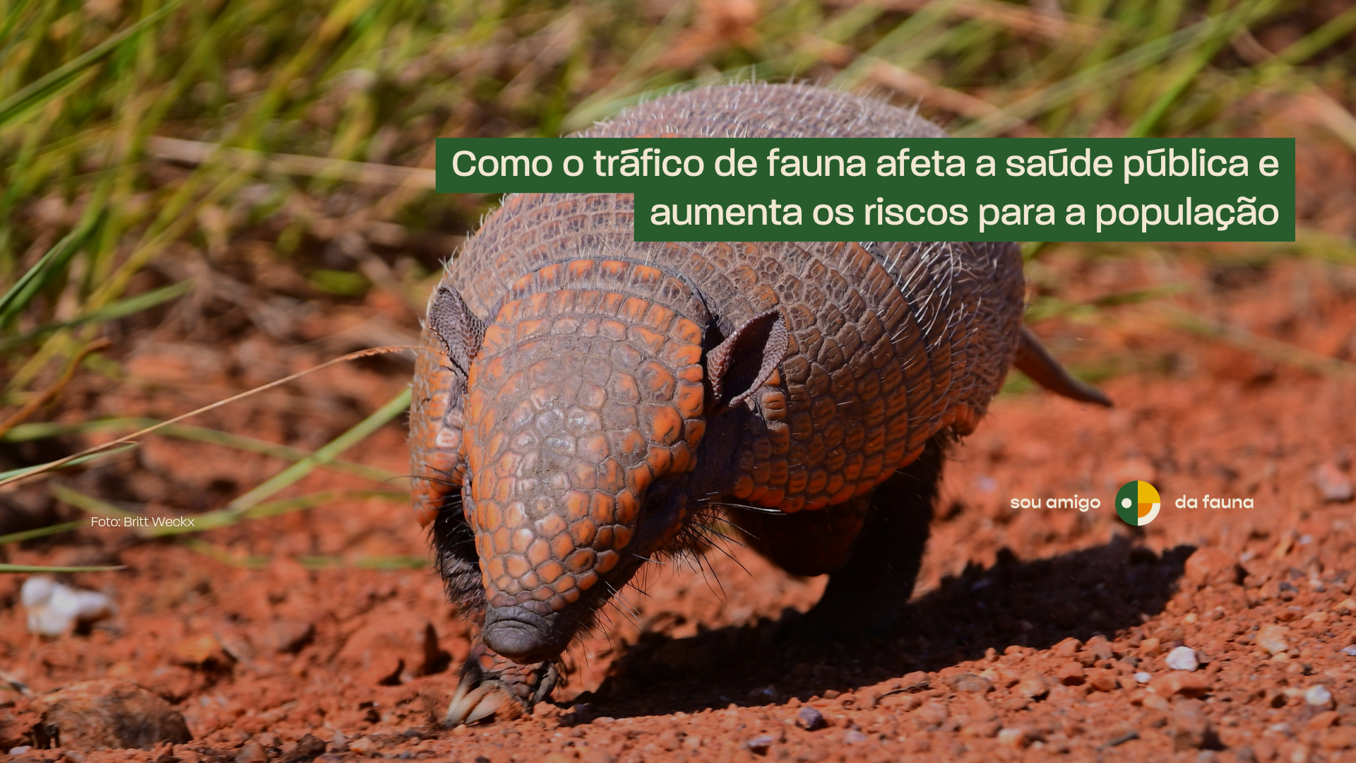 O Lado Sombrio do Comércio Ilegal de Animais: Um Olhar Sobre a Crueldade e a Economia