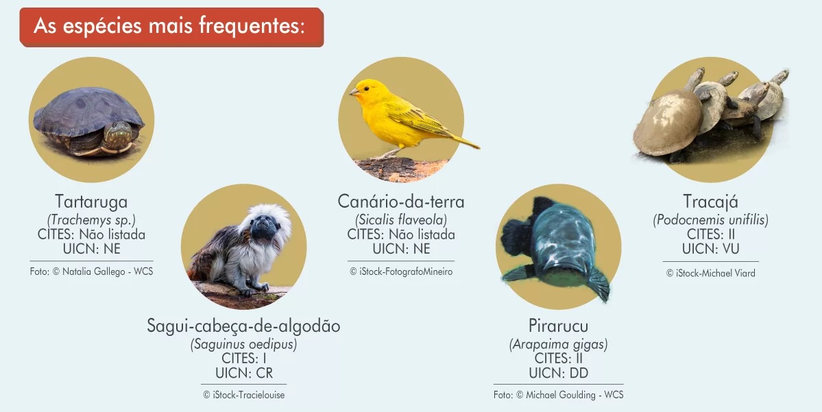 quais as consequencias do trafico de animais