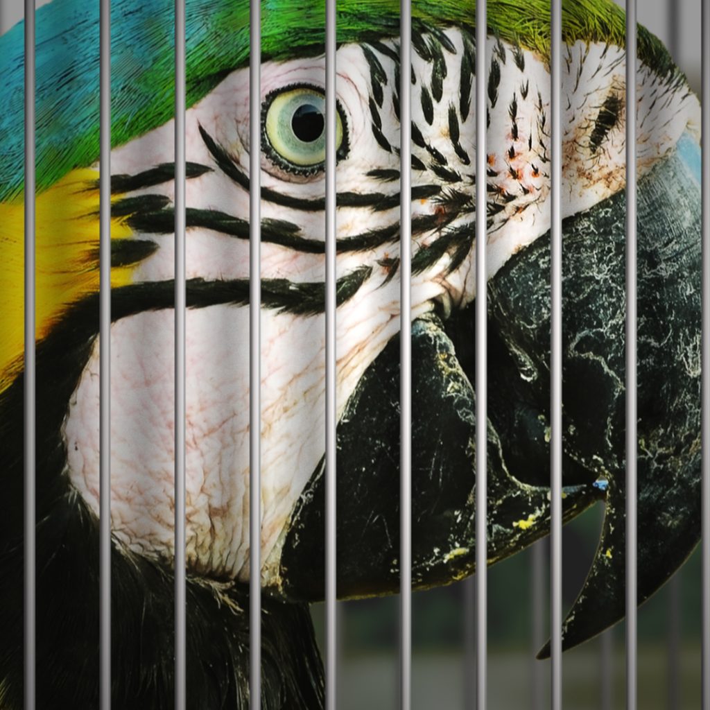 Como o Tráfico de Animais Ameaça a Biodiversidade Brasileira?