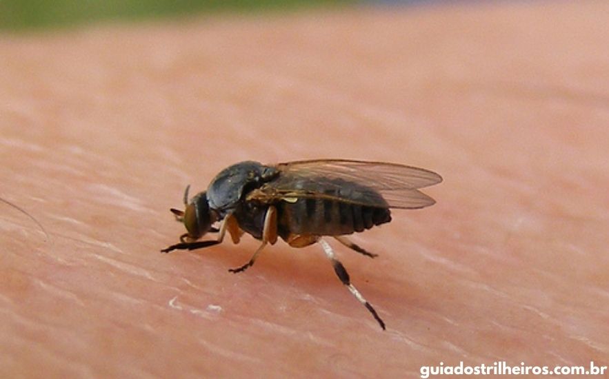 Luzes e Armadilhas: A Ciência por Trás da Atração (e Repulsão) - inspiração 2