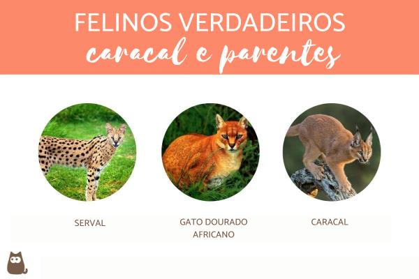 O Pequeno Gato-do-mato: A Diversidade de Felinos Menores e sua Importância Ecológica - inspiração 2