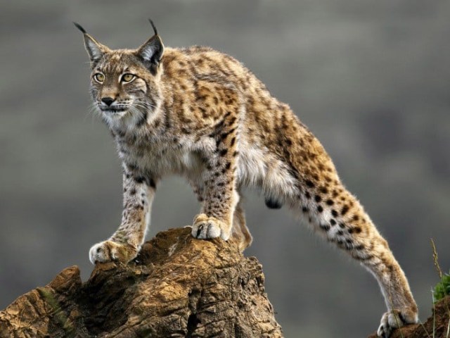 O Poderoso Tigre: Anatomia e Adaptações do Maior Felino Selvagem - inspiração 1