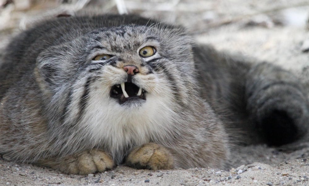 O Poderoso Tigre: Anatomia e Adaptações do Maior Felino Selvagem - inspiração 2