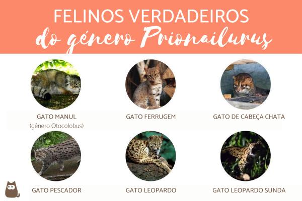 O Elegante Leopardo: Mestre da Camuflagem e da Caça nas Alturas - inspiração 1