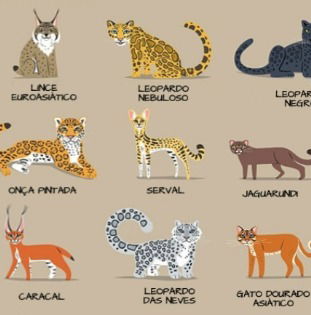 O Veloz Guepardo: Fisiologia da Aceleração e o Padrão de Caça - inspiração 2