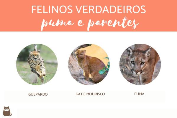 O Misterioso Jaguar: O Felino das Américas e sua Força Incomparável - inspiração 2