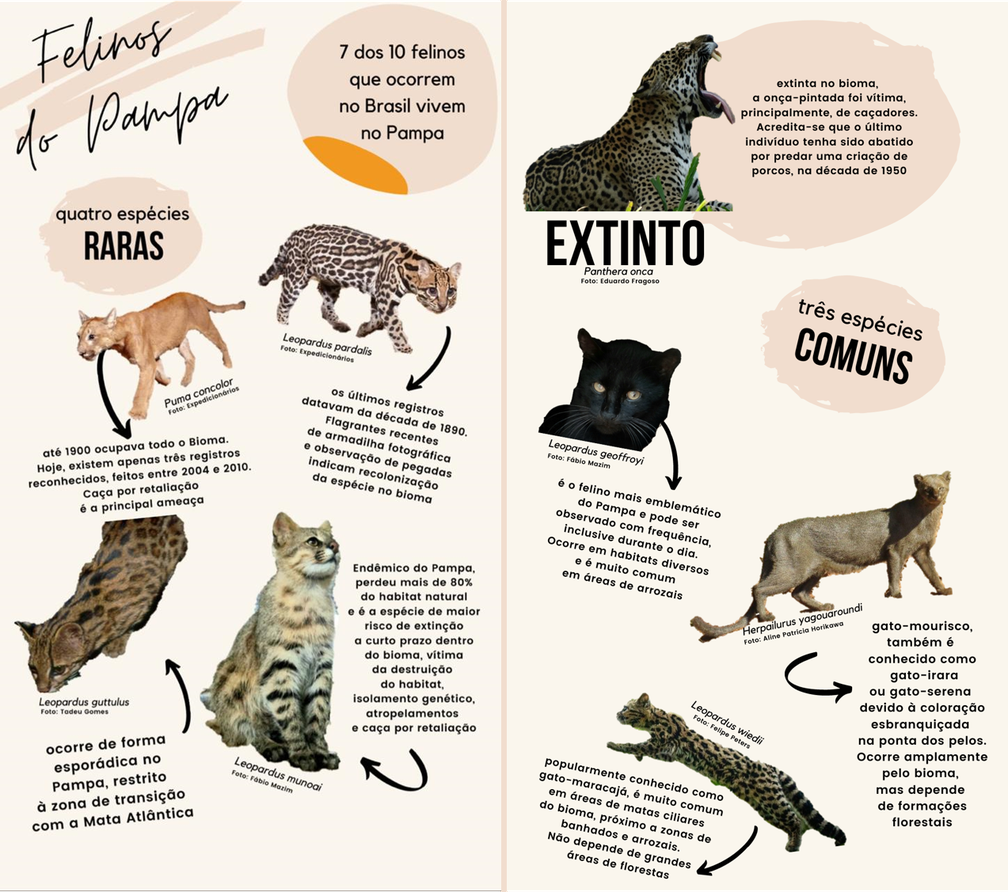 O Ágil Puma: Versatilidade e Distribuição Geográfica no Continente Americano - inspiração 2