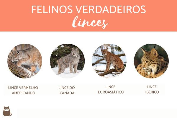 O Lince: Características Únicas e Adaptações a Ambientes Diversos - inspiração 2