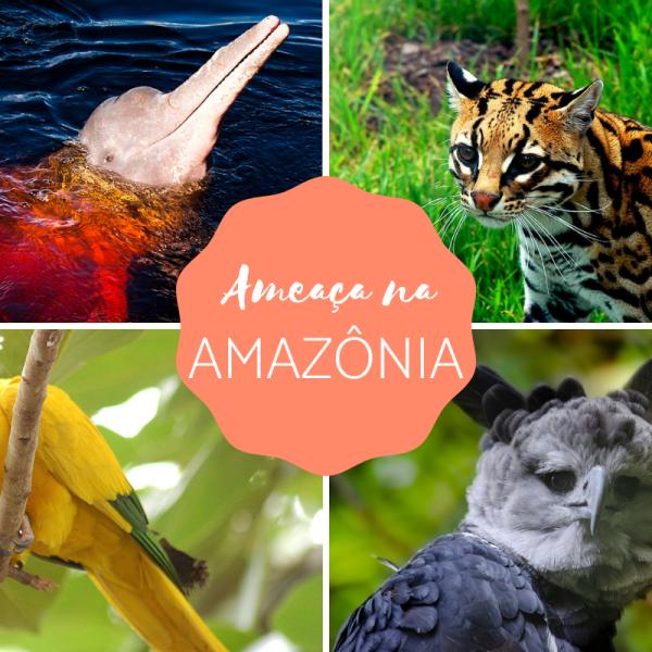 amazonia animais