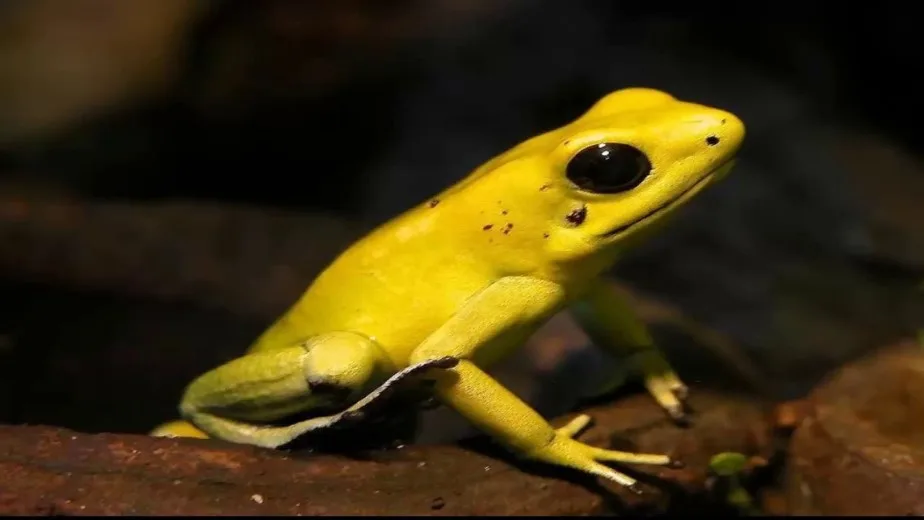 Guia Completo dos Predadores de Topo da Amazônia: Onças