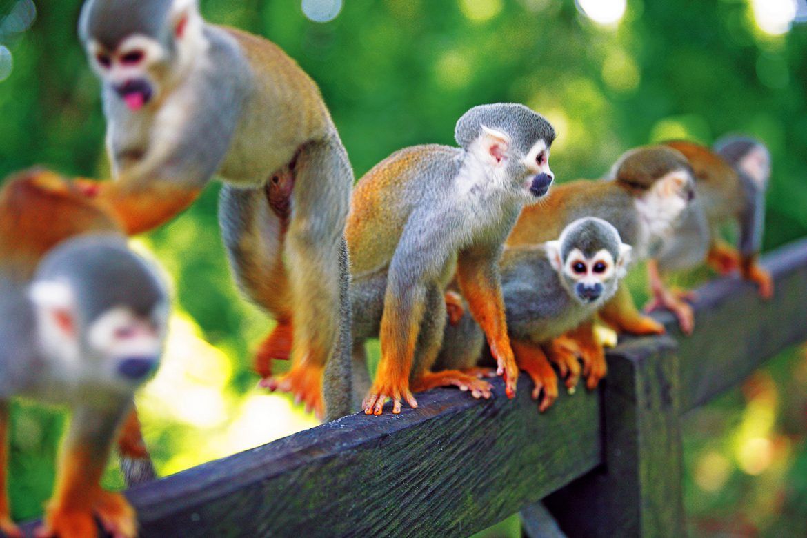 A Vida Secreta dos Rios da Amazônia: Peixes e Criaturas Aquáticas