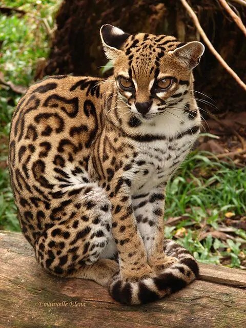 amazonia animais