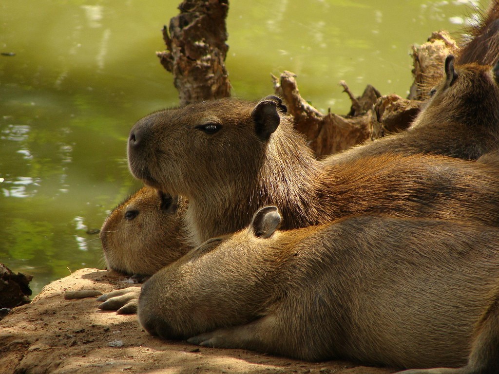 Os 10 Mamíferos Mais Fascinantes da Amazônia que Você Precisa Conhecer
