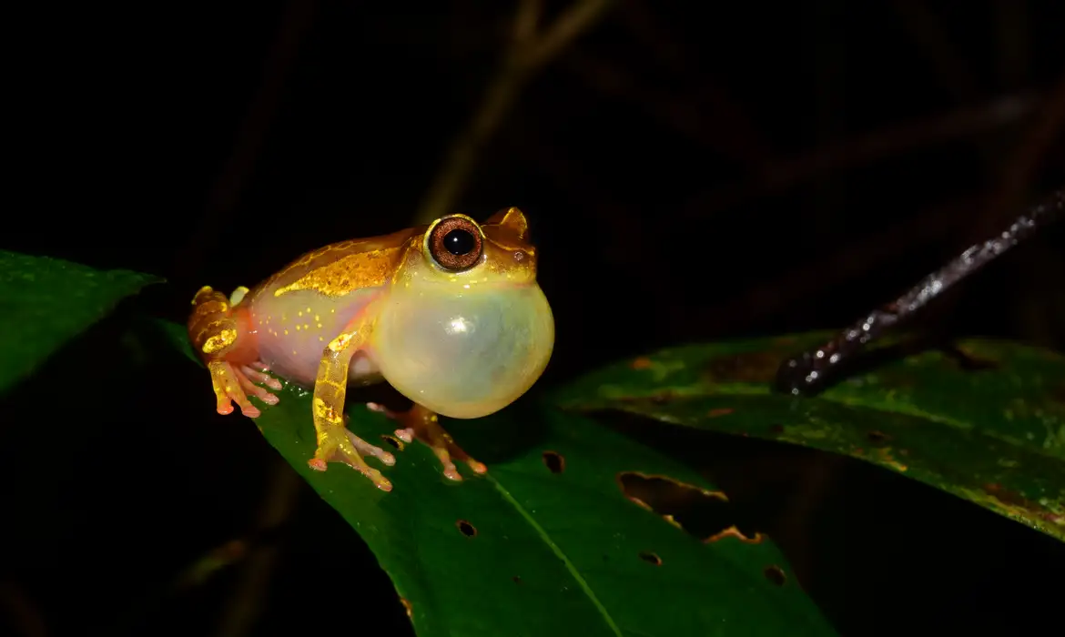 Descubra as Aves e Répteis Mais Incríveis da Floresta Amazônica